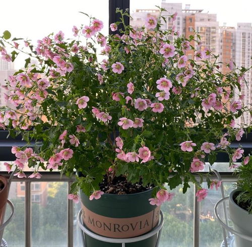 厦门植物园的耐热测试