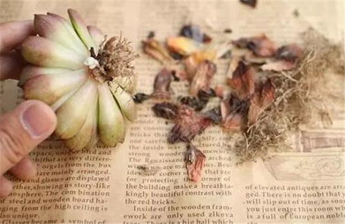 多菌灵：内吸性杀菌剂