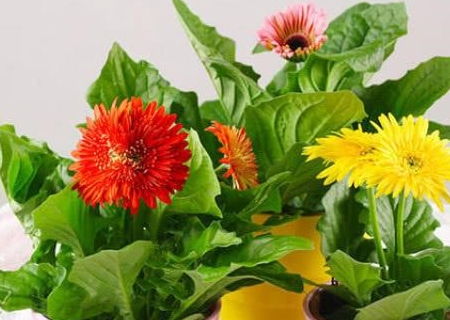 小雏菊花怎么养才能让它开花多又鲜艳
