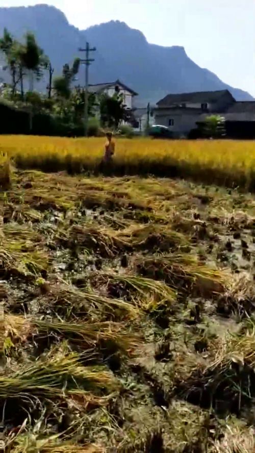 石山养护技巧中，如何根据石山栽培全攻略提高植物成活率