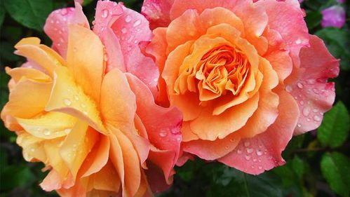 这些月季品种，雨中绽放也不怕