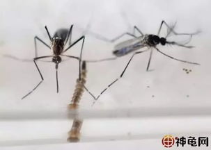 神奇农药吡虫啉，杀蜻蜓卵有妙招？