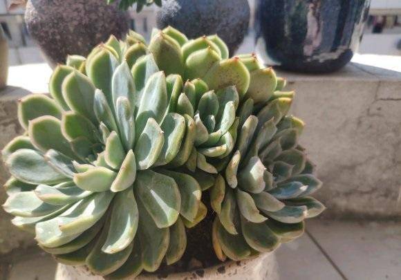 高发芽率叶插方法：视频教程教你轻松上手