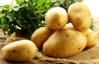 新玉米为何成为霉菌炸弹？了解它