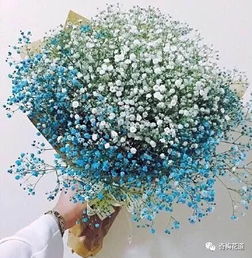 满天星勿忘我，寓意繁星般的花海