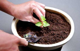 石生花分株的最佳时间是什么时候？如何掌握分株技巧避免损伤