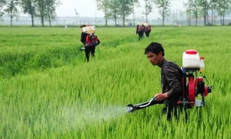 玉米增产秘诀：喷施什么农药Zui有效？