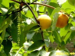 发芽前的一些准备工作