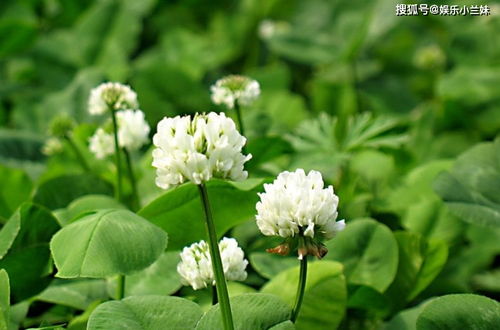 白三叶草耐旱耐寒，适应性强