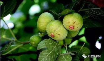 种植无花果的关键事项