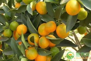 果园困惑直击：柑橘着色不均问题困扰38%果园