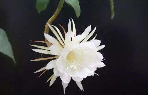 昙花浇啤酒牛奶？小心毁花！