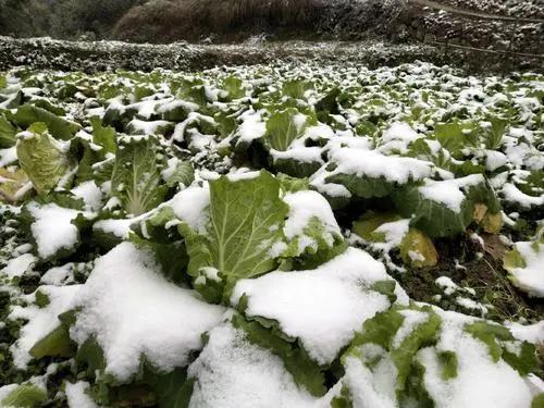 冬天的魔法：草籽也嫩发芽？