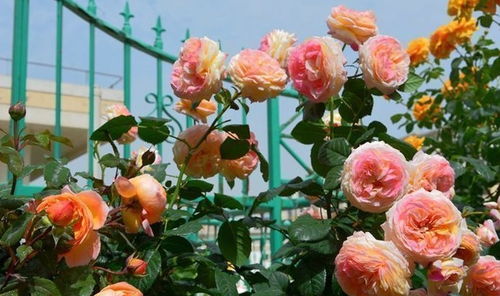 罗曼尼詹森：黄色调的混合之美