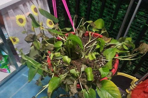 绿萝根部发黑腐烂怎么办？如何挽救这盆绿植的生命