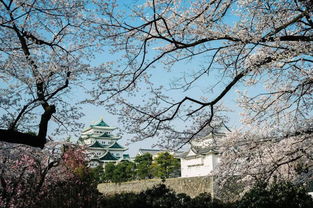 日本樱花开放是几月？赏樱攻略看这里