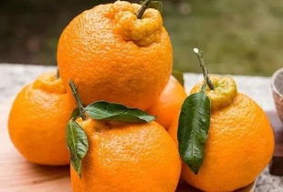 桔子芒果皮上残留的农药和激素含量揭秘