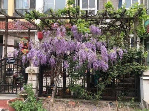 北方种植紫藤的注意事项