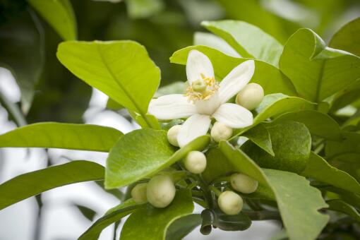 同一袋种子，广西3月种嫩出9成苗，河北4月种只剩3成活口