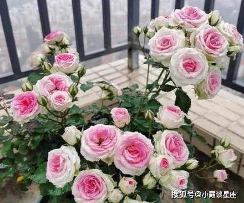 夏季多彩玫瑰盆栽，如何让花朵绽放更艳丽