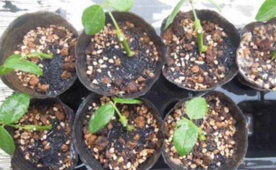 月季扦插，从选择介质到处理枝条，全攻略！