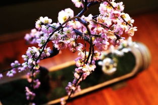 施肥之道：营养均衡，腊梅才开心