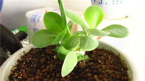 冬日严寒中的心叶藤