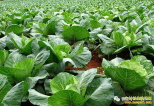 楼上也Neng种蔬菜，盆栽蔬菜走红