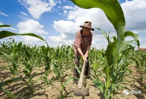 玉米苗的烦恼：哪些杀菌药剂Zui让它们头痛？