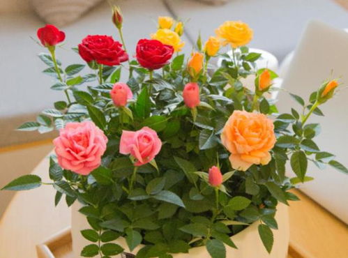 月季花追肥小常识
