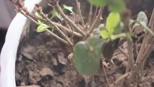 栀子花浇水加食用醋还是白醋？每月都加还是偶尔加一次
