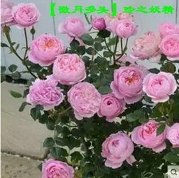 阳台上的繁星， 天荷的奇迹——月季花品种推荐