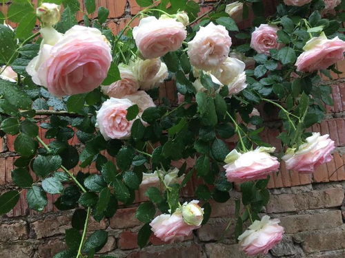 月季种子的Zui佳种植时机