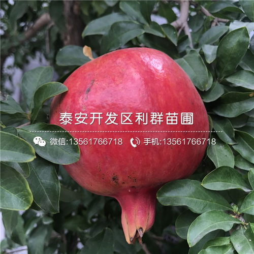 石榴盆景的整型与养护