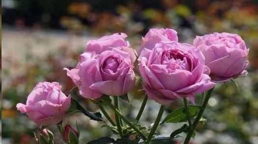 秋末初冬月季花苞的抉择：剪还是留？