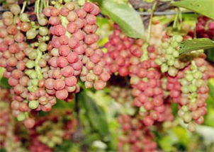 五味子种植的经济账