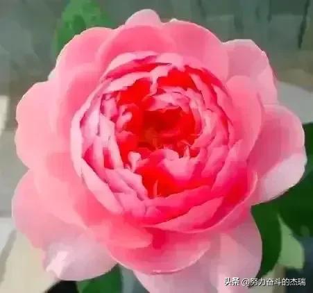 月季花不同颜色分别代表什么含义，能否详细介绍一下它们的花语和情感象征