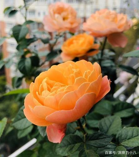 注意事项与土壤选择