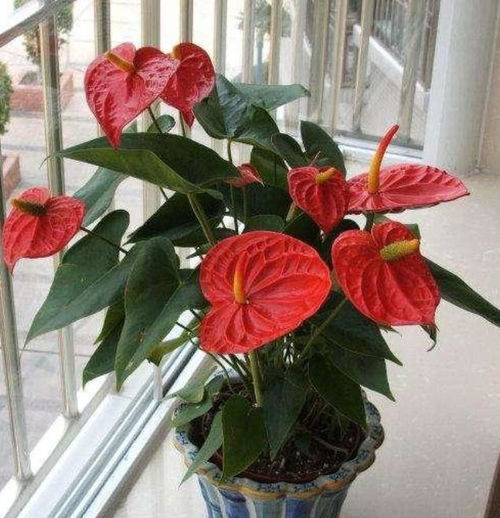 红掌养护攻略：让你家的红掌快速长出小苗