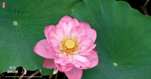 大碧莲：公园里常见的美丽