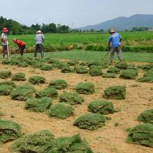 春天来了草儿青青，我家院子的“绿宝”们要怎样选择呢这个？