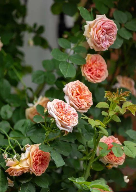 月季花， 花中皇后