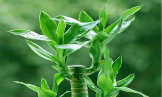 富贵竹养护指南：花叶茂盛，简单易行！