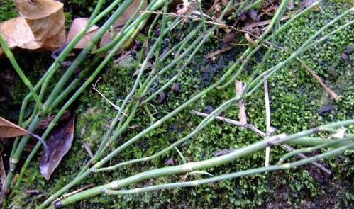 豆苗秧开花后使用除草剂对植物生长有影响吗？