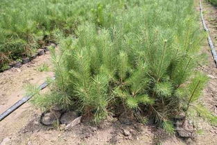 油松树苗，买哪家好？