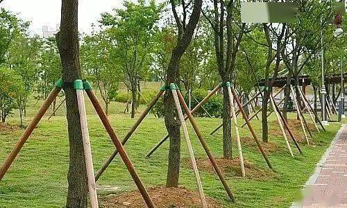 夏季苗木养护的三大挑战