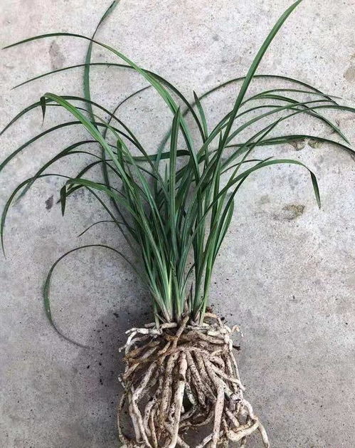 芦荟头断了还能重新栽种吗？有没有方法让芦荟断头重新生长
