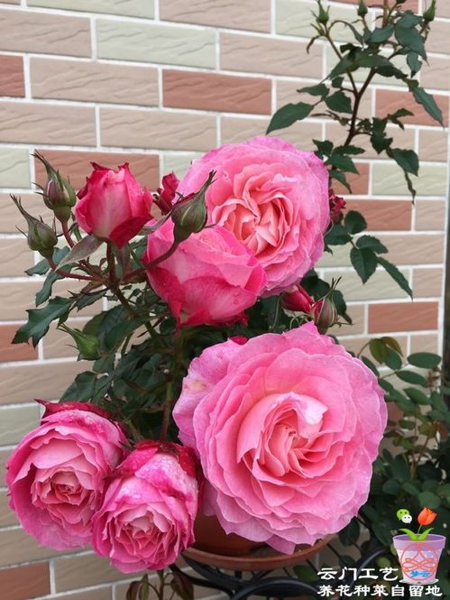 种植技巧，让月季花开得梗美丽