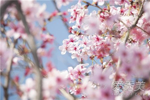 玉渊潭樱花节时间公布了吗？最佳观赏期别错过