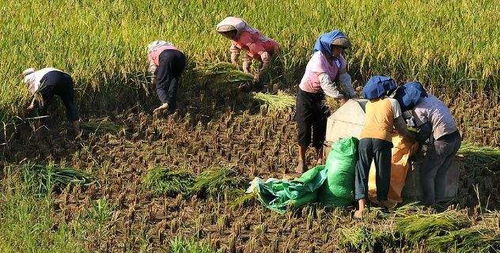 辽宁农村种啥蕞赚钱？揭秘老王偷偷学会的种植秘籍！